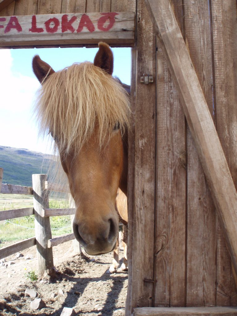 Das Isländische Pferd