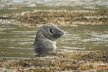 Watching seals North Iceland
